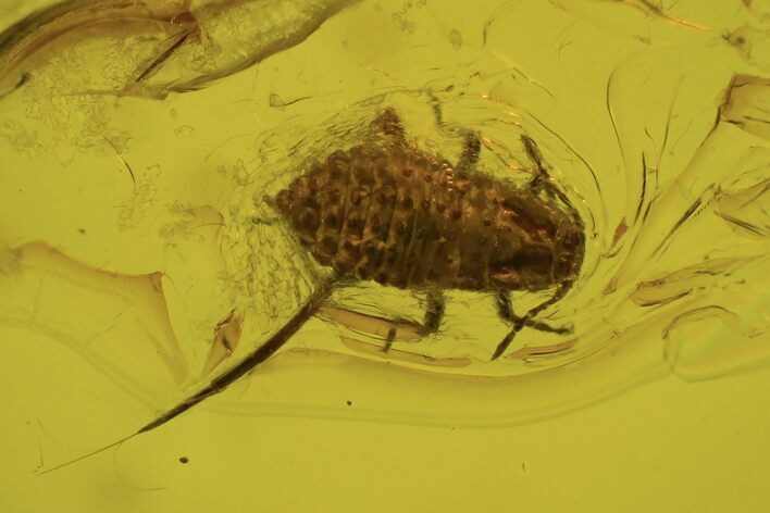 Fossil Aphids (Sternorrhyncha) In Baltic Amber #109480